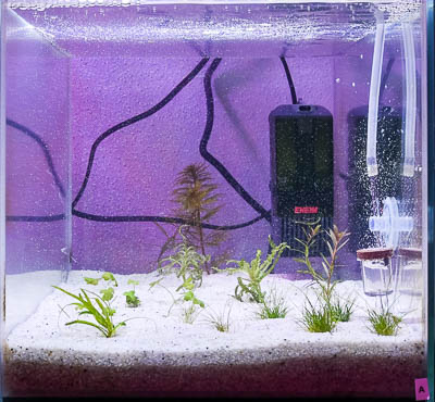 Day 3 - Aquarium A with CO2 injection