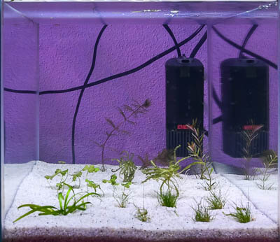 Day 3 - Aquarium B without CO2 injection