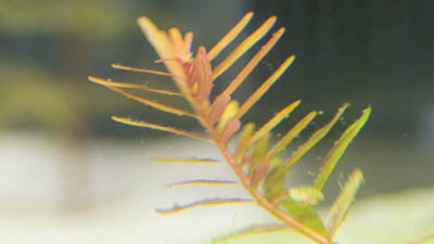 Rotala rotundifolia H'ra  from the aquarium without CO2 injection