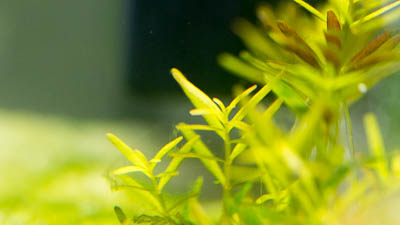 Rotala rotundifolia H'ra  from the aquarium with CO2 injection