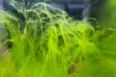 Hair algae from the aquarium without CO2 injection