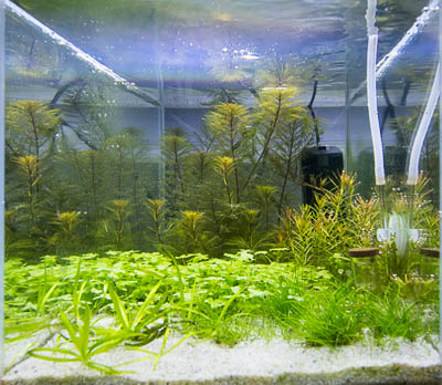 ay 45 - Aquarium A with CO2 injection