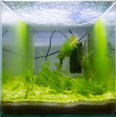 Day 45 - Aquarium B without CO2 injection 